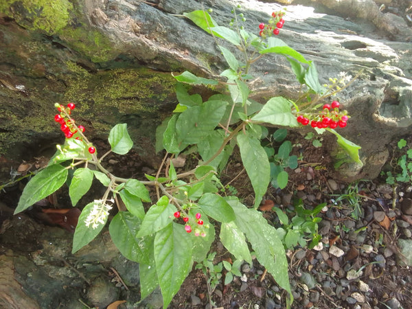 How to Brew & Take Dog Blood Herb